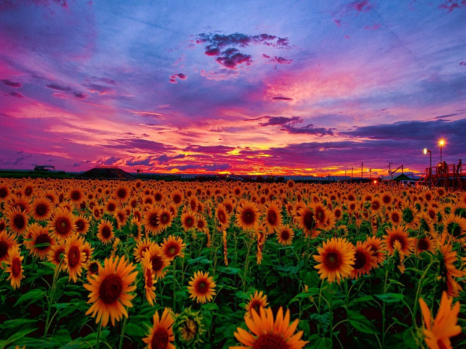 Featured image of post Aesthetic Sunflower Sunset Wallpaper