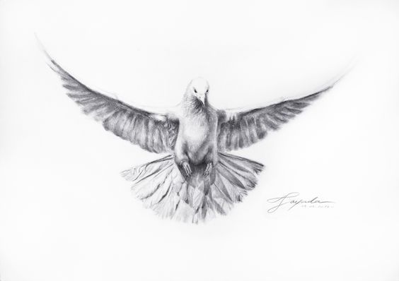 Featured image of post Heaven Realistic Dove Drawing