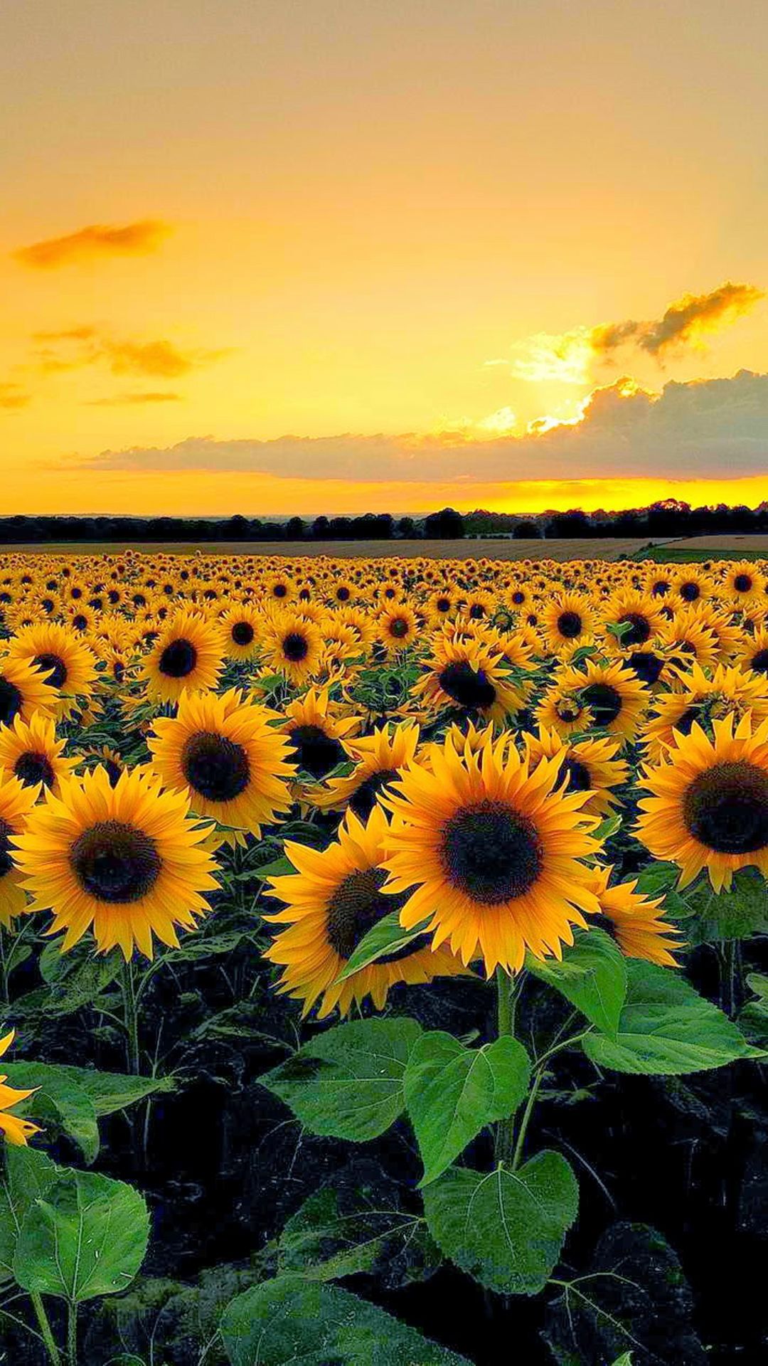 Featured image of post Iphone Sunflower Sunset Wallpaper