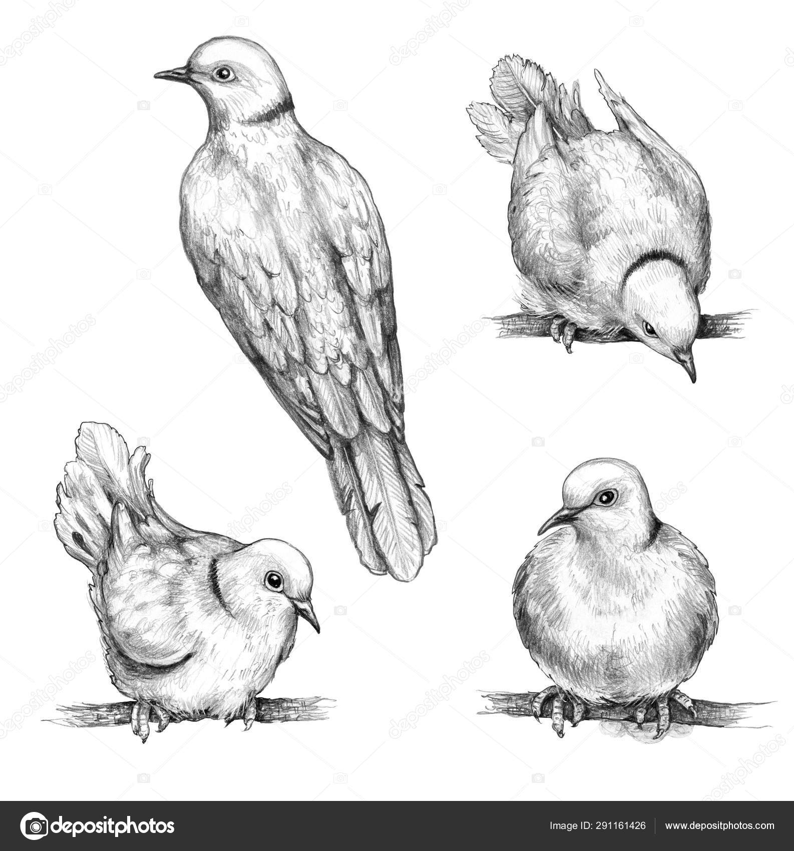 Featured image of post Sitting Realistic Dove Drawing