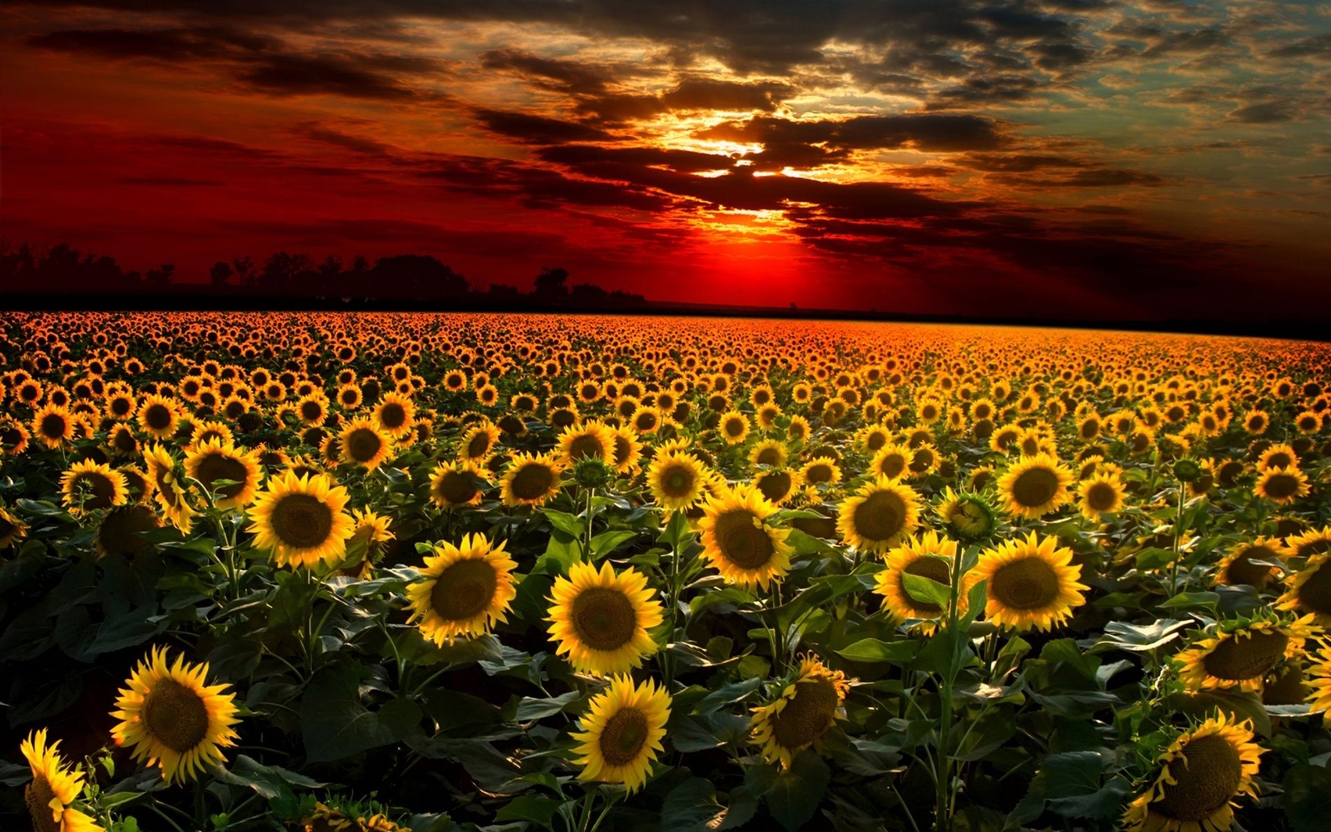 Featured image of post Sunflower Sunset Wallpaper Hd