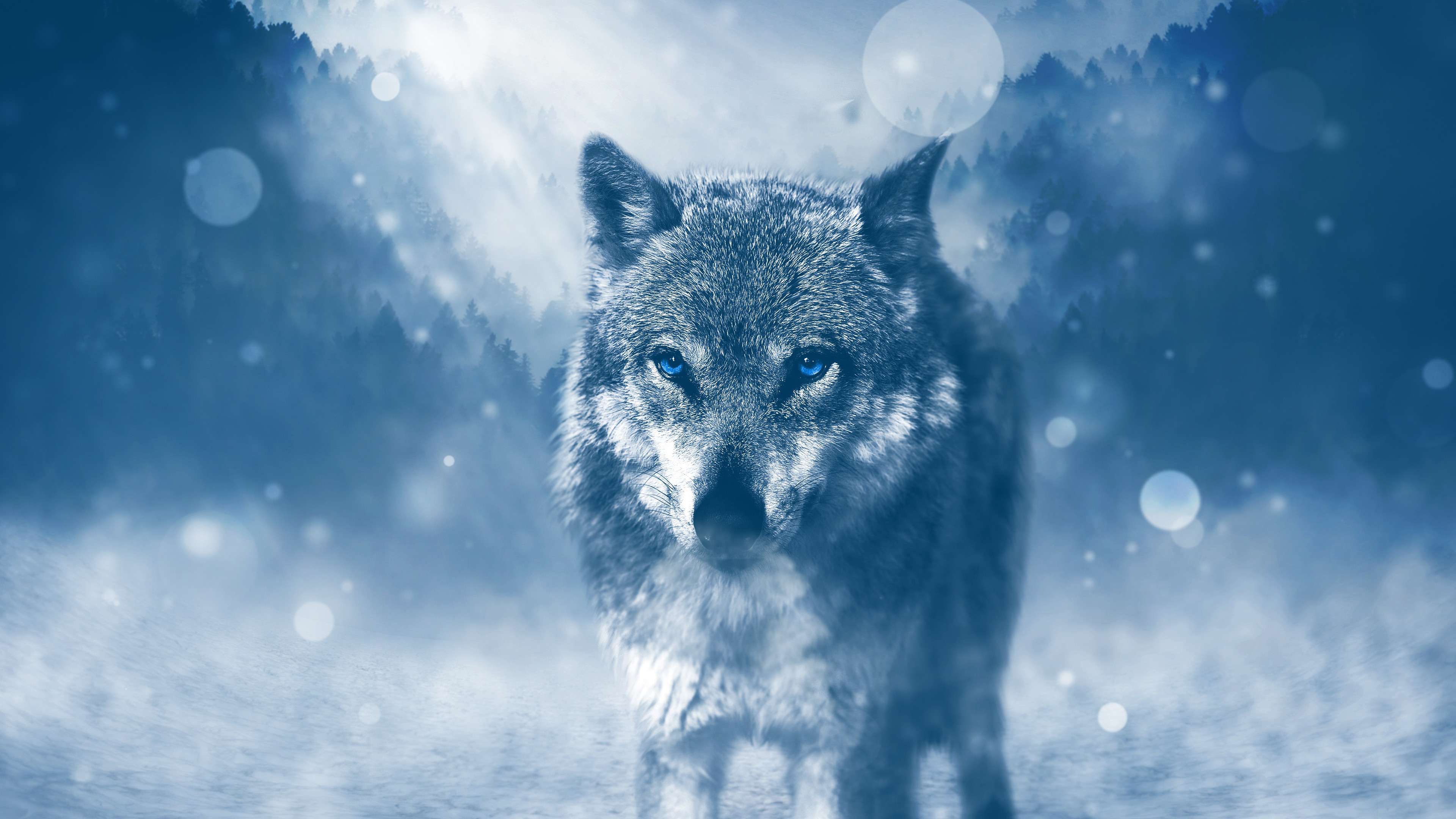 Featured image of post Wolf Cool Wallpapers For Chromebook